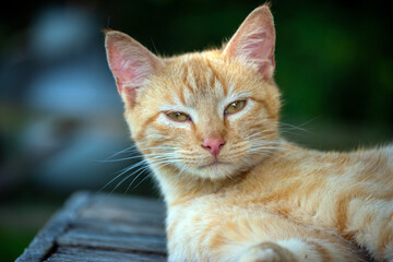 Orange tabby cat ready to be left alone