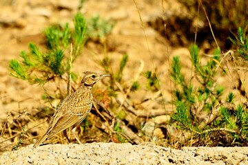 Galerida theklae - The montesina cogujada is a species of bird in the Alaudidae family