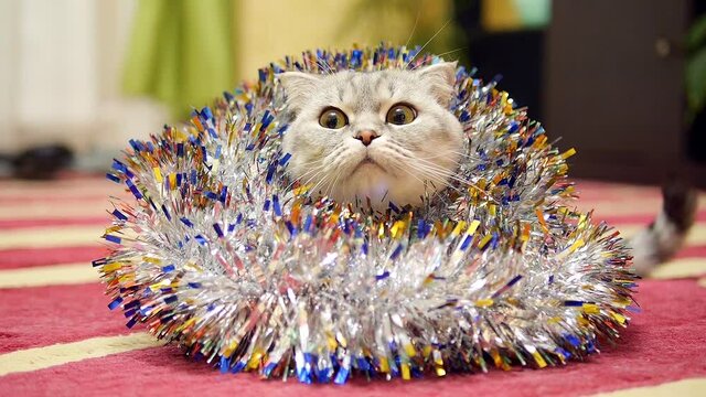 Funny scottish fold cat and christmas tinsel. Christmas cat.