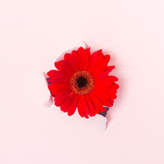 Red flower breaking out of pastel background. Minimal positive concept.