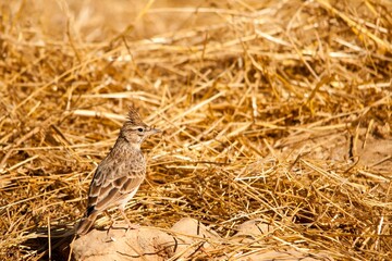 Galerida theklae - The montesina cogujada is a species of bird in the Alaudidae family