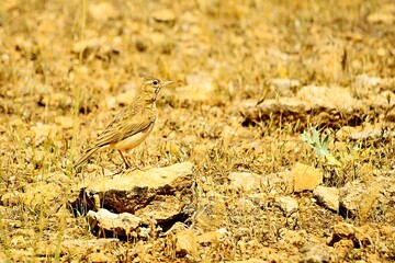 Galerida theklae - The montesina cogujada is a species of bird in the Alaudidae family