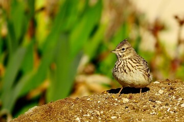 Galerida theklae - The montesina cogujada is a species of bird in the Alaudidae family