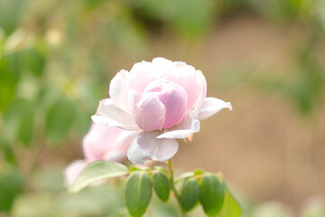 一輪のピンクの薔薇