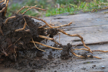 Root system of the banana plant on wooden background - In the planting process concept