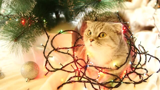 Scottish fold cat with christmas garland under the christmas tree.
