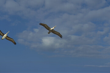 pelican flying over the shoreline at dusk