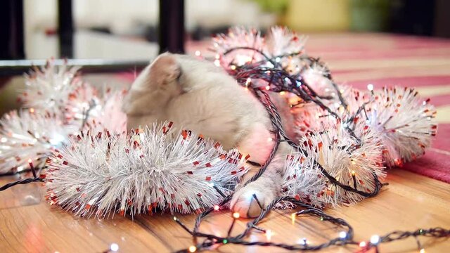 Tiger cat with Christmas garland and tinsel.
