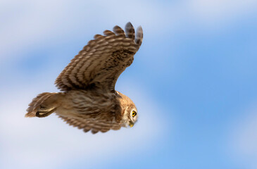 Owl flying. Little owl. Athene noctua. Nature background. 