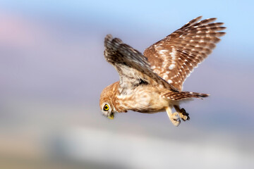 Owl flying. Little owl. Athene noctua. Nature background. 