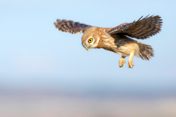 Owl flying. Little owl. Athene noctua. Nature background. 