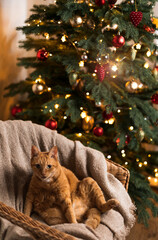 Fototapeta na wymiar Lovable ginger cat sitting in a wooden armchair on a warm woolen blanket and looking at camera over Christmas tree with fairy lights and christmas tree toys at home.