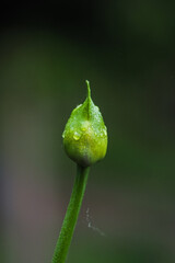 Botão de flor agapanthus