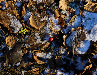 Winter replaces autumn. Closeup of snow on fallen leaves. Sunlight at freezing cold