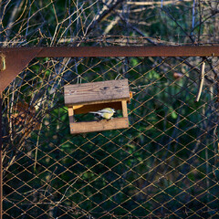 Tit sitting in wooden birdhouse on old metal fence. Autumn park background