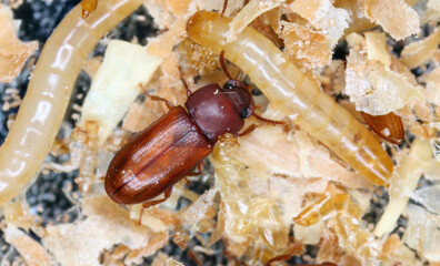 Broad-horned flour beetle: Gnathocerus cornutus - is a stored pest. Female and larvae.