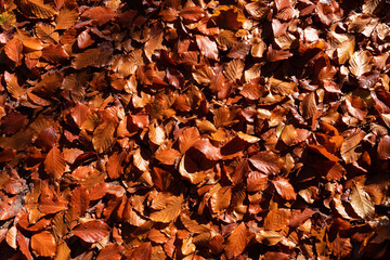 Autumn leaf litter in top view