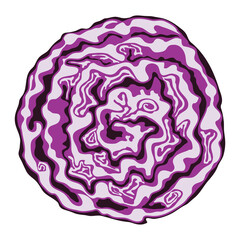 vector red cabbage cut
