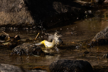 キセキレイの水浴び