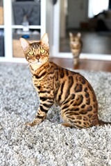 Beautiful Bengal Cat with yellow eyes and leopard spots