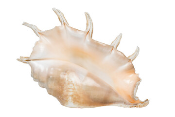 Isolated seashell. One white tropical sea shell isolated on white background