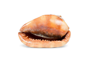 sea shell on a white izorivannom background