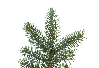 fir tree branch isolated on white