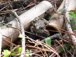 Little frog hiding in the pine needles
