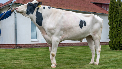 Tribal Bull on the farm. The white bull is a producer of the Holstein breed in the exhibition stand.