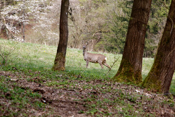Ein Reh auf einer Waldwiese. Schmalkalden, Thueringen, Deutschland, Europa
A deer in a forest meadow. Schmalkalden, Thuringia, Germany, Europe