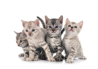 Fototapeta na wymiar bengal kitten family