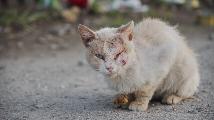 Sick lonely cat thrown into the street. The problem of abandoned animals. Skin disease in a cat.
