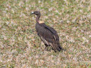 white Rumped vulture sitting on the ground. silvery bill, a dark body ,grayish shine on the wings,...