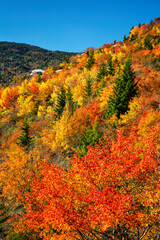 USA, North Carolina, Blue Ridge Parkway, Bright autumn color in Pisgah National Forest
