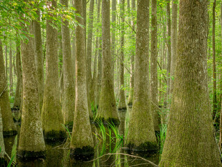 Cypress swamp, Savannah National Wildlife Refuge, North Carolina.
