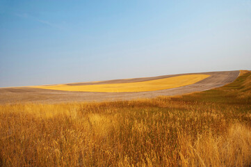 Obraz premium USA, North Dakota, Willison, wheat and plowed fields
