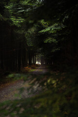 Mystique forest road