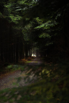 Mystique forest road