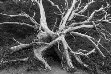 View of bleached out giant tree roots on shoreline, Shore Acres State Park, Cape Arago Highway, Coos Bay, Oregon