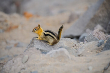 USA, Oregon, Crater Lake National Park, Golden mantle ground squirrel