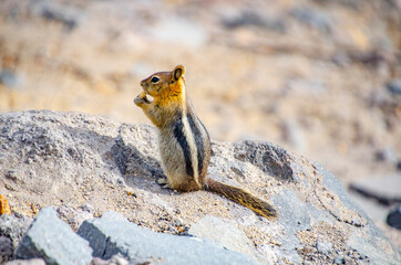 USA, Oregon, Crater Lake National Park, Golden mantle ground squirrel