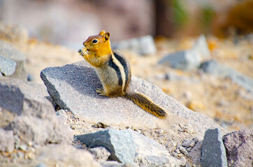 USA, Oregon, Crater Lake National Park, Golden mantle ground squirrel