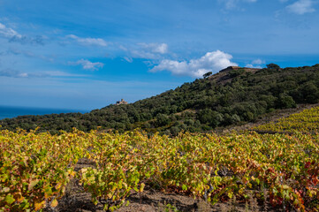 Fototapeta na wymiar Vineyard landscape near Collioure, Pyrenees Orientales, Roussillon, Vermilion coast, France
