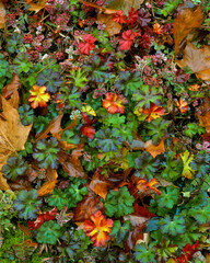USA, Oregon, Portland. Geranium and sedum plants on Rocky Butte.