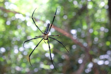 The way of happiness of living beings