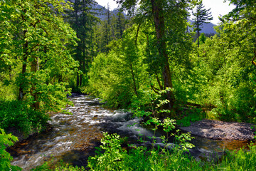 USA, Oregon, Columbia River Gorge. Herman Creek landscape.