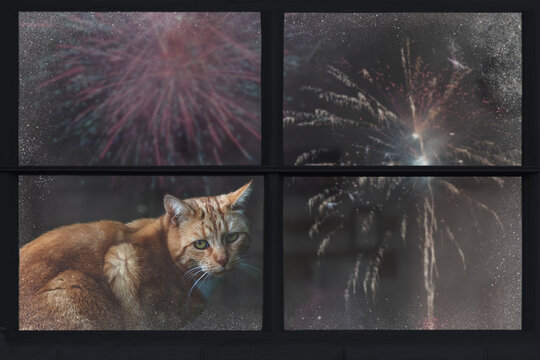 Cat Looks Out The Window And Watching The Fireworks