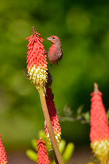 USA, Oregon, Portland. House finch on torch flower.