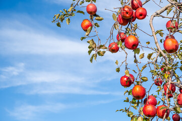 信州　ふじリンゴ