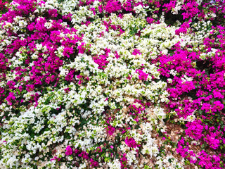 Floral background. Beautiful Bougainvillea flowers.